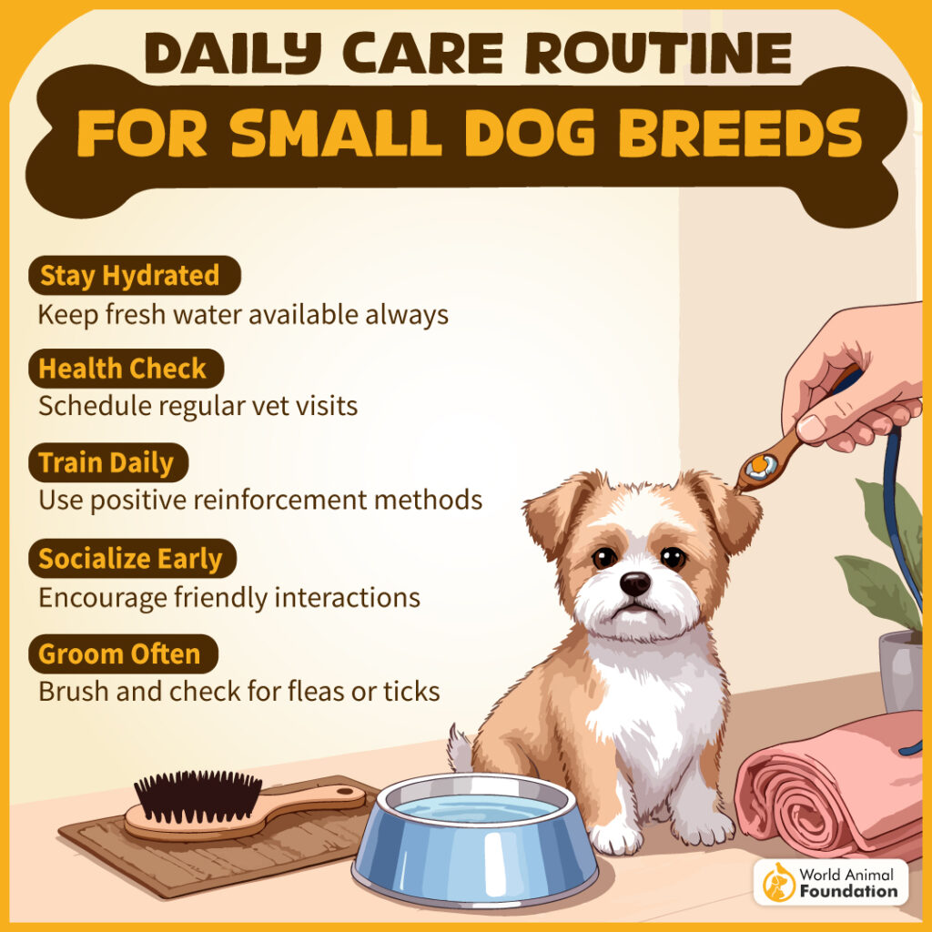 Daily Care Routine for Small Dog Breeds-01