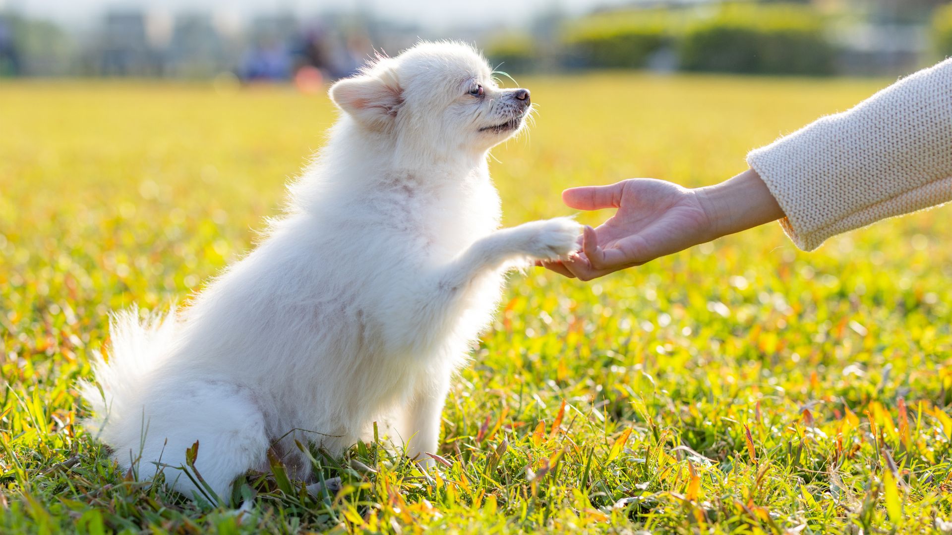 Delicate Dog Breeds for First-Time Pet Owners to Consider