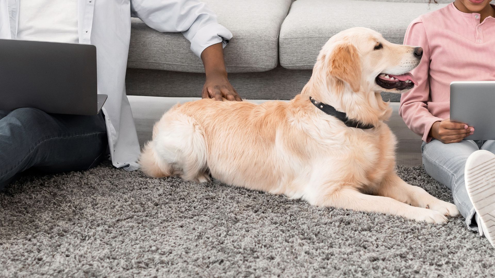 Easy Going Dog Breeds Suitable For Busy Families