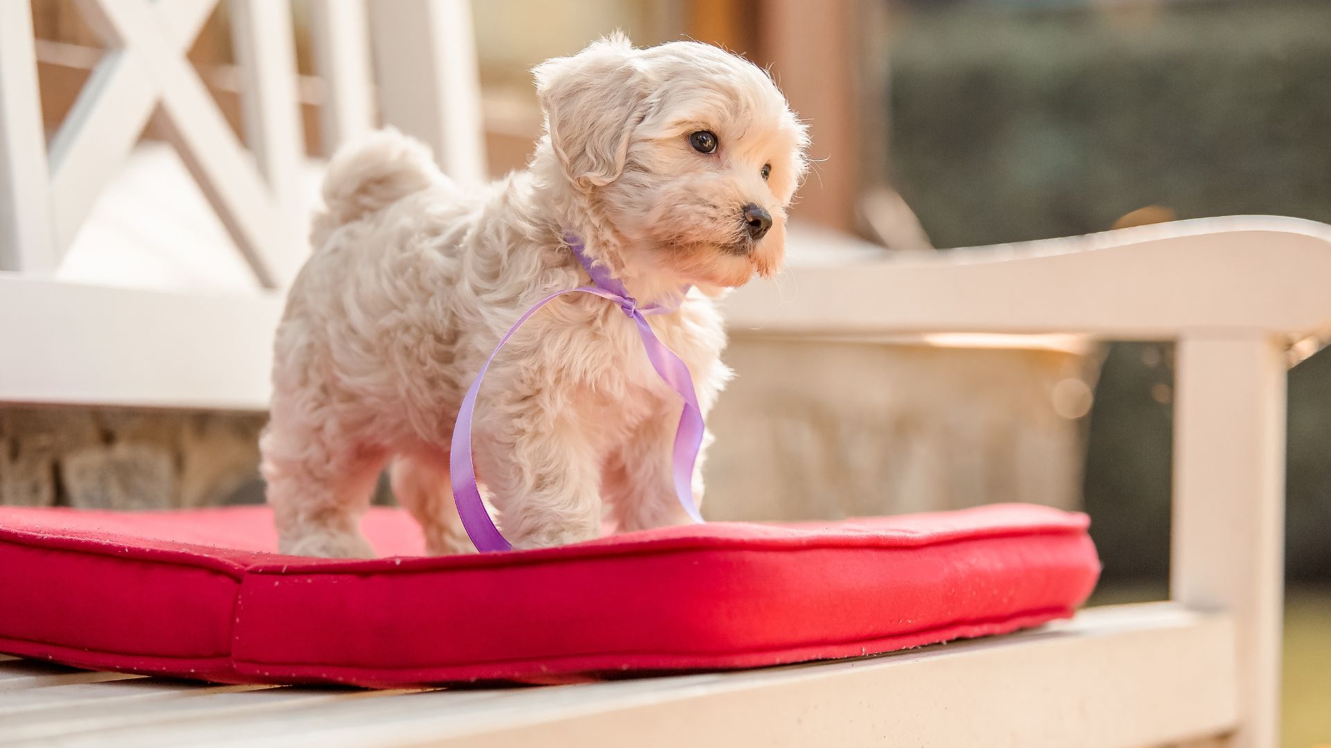 Easygoing Toy Dog Breeds Perfect for Beginners