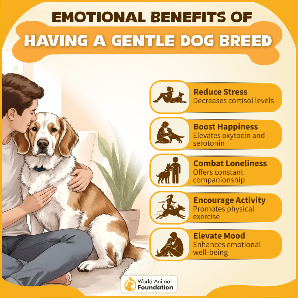 Emotional Benefits of Having a Gentle Dog Breed-03
