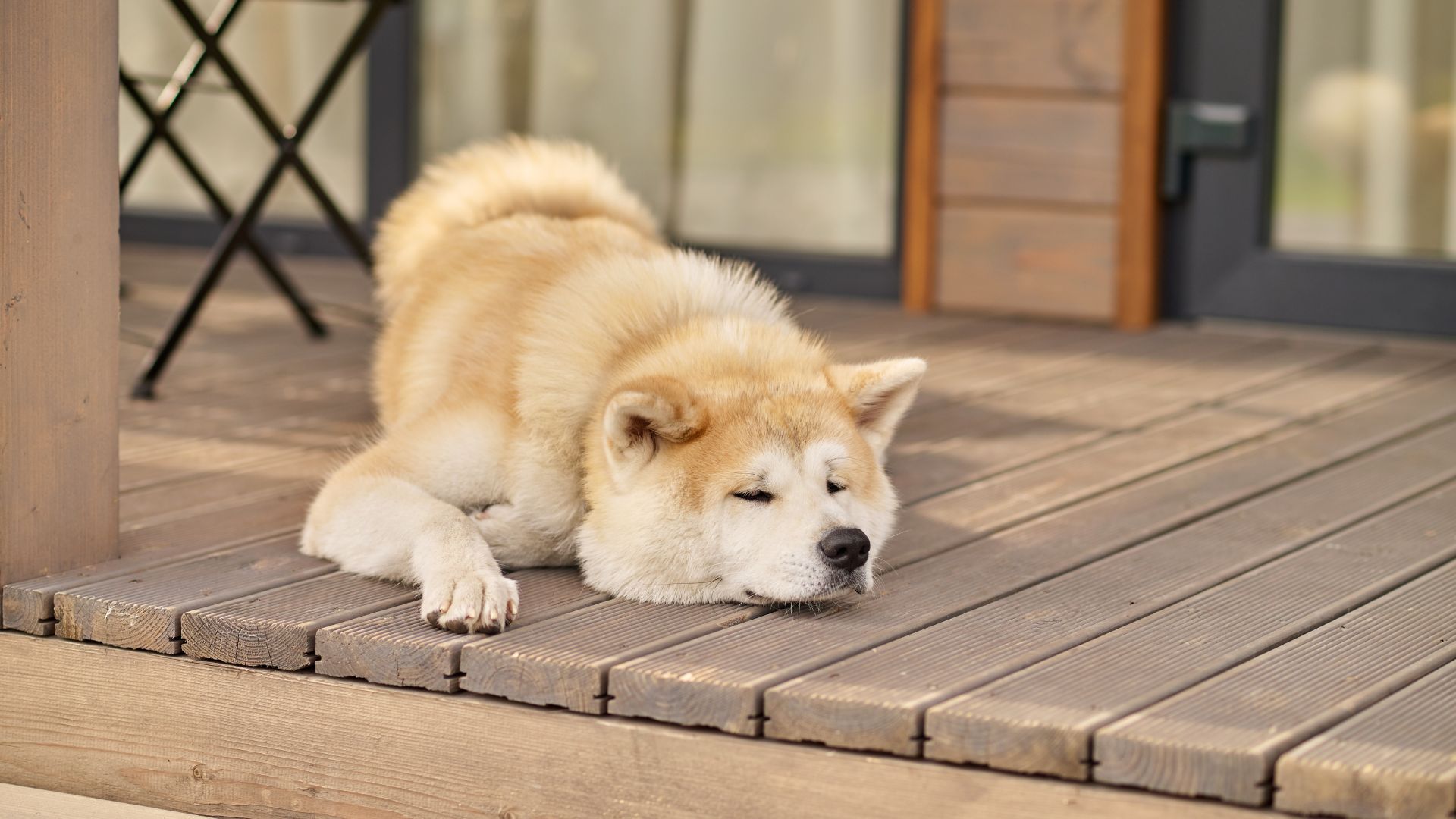 Lazy Dog Breeds You Can Easily Manage