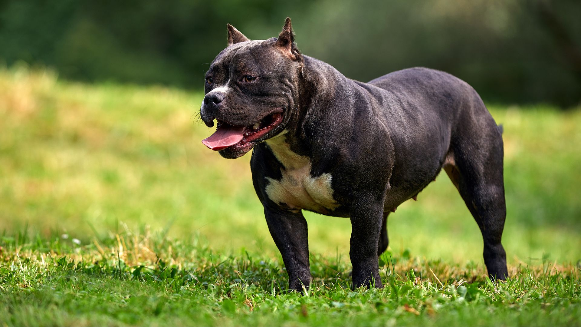 Popular Strong Dog Breeds Worldwide