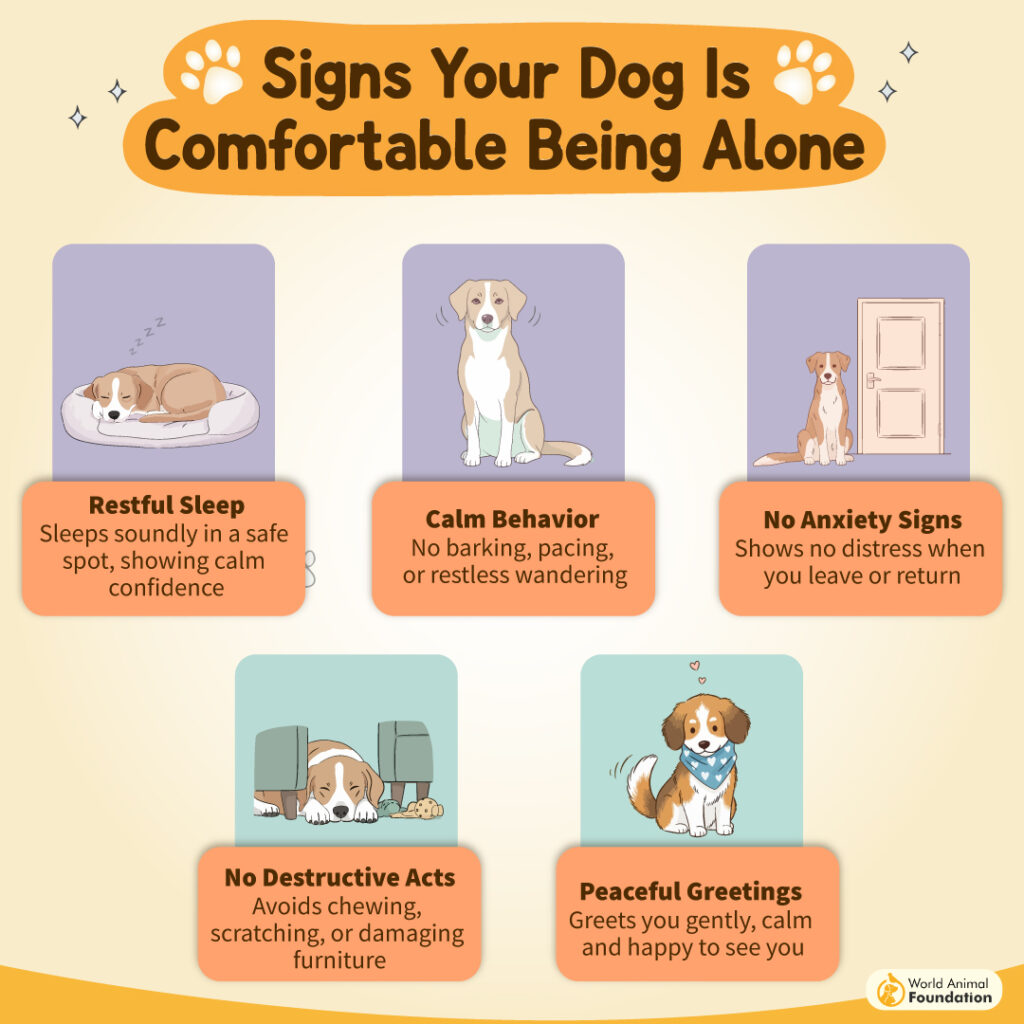 Signs Your Dog Is Comfortable Being Alone-01