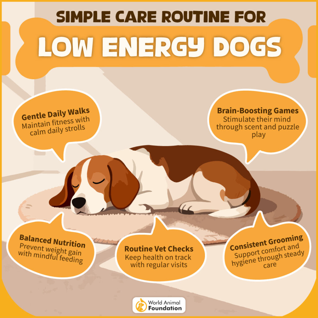Simple Care Routine for Low Energy Dogs-01