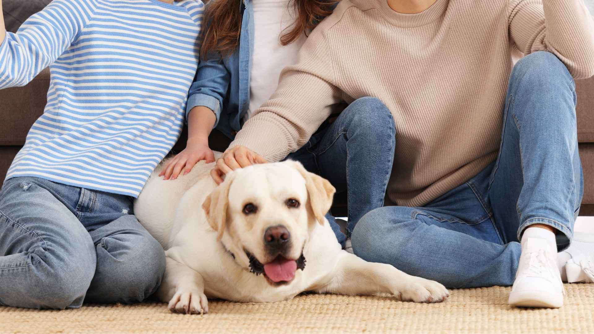 Top 10 Dog Breeds Who Are True Family Members