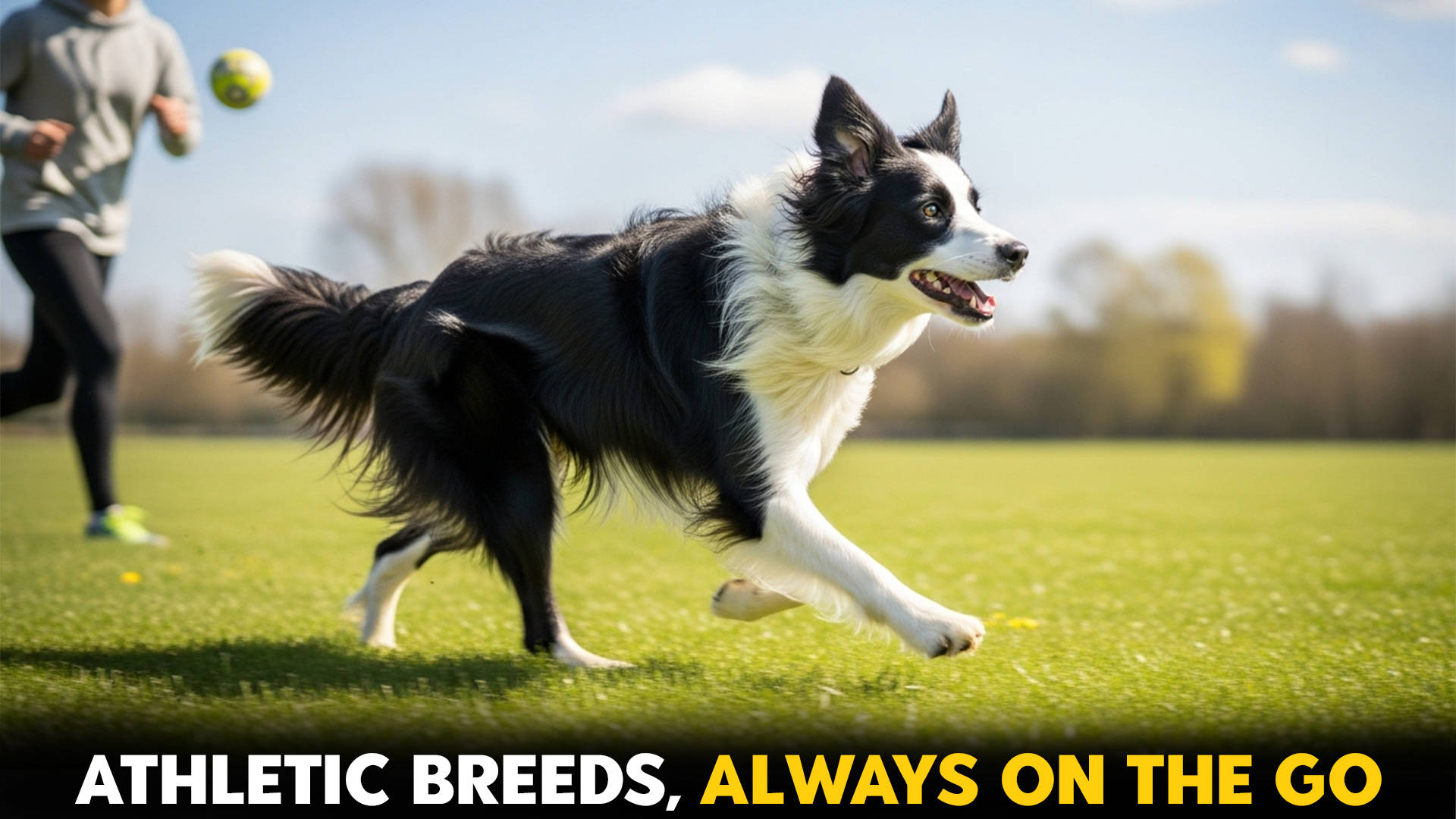 Top-7-Dog-Breeds-That-Are-Almost-Always-on-the-Go-for-Active-Lifestyles