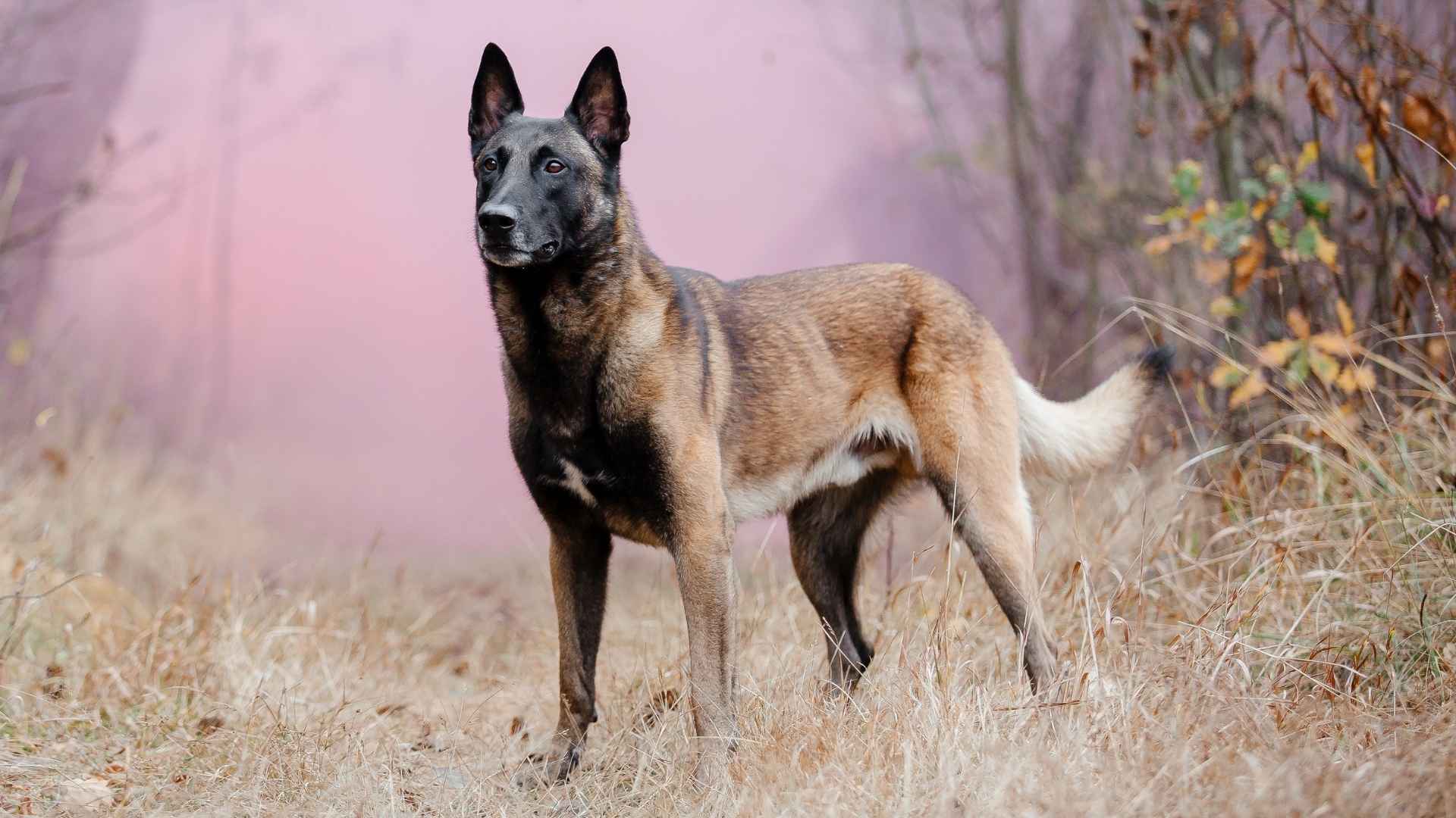 Top 7 Guard Dog Breeds That Can Handle Any Threat with Confidence