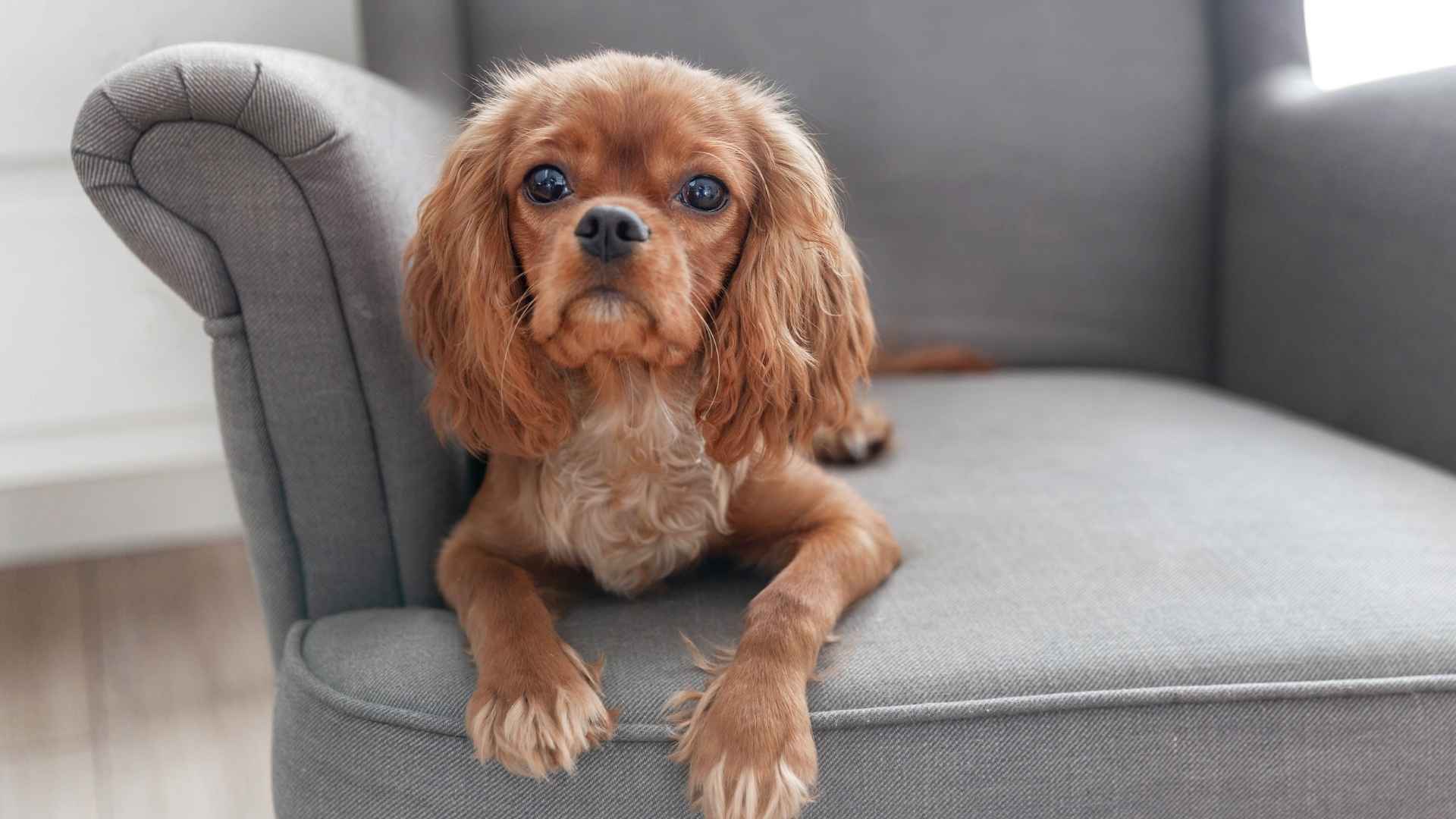 Top 7 Ideal Dog Breeds For Apartment Living