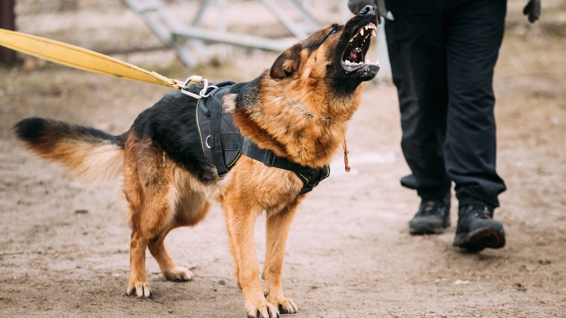 Top 7 Most Aggressive Dog Breeds for Protection You Can Trust