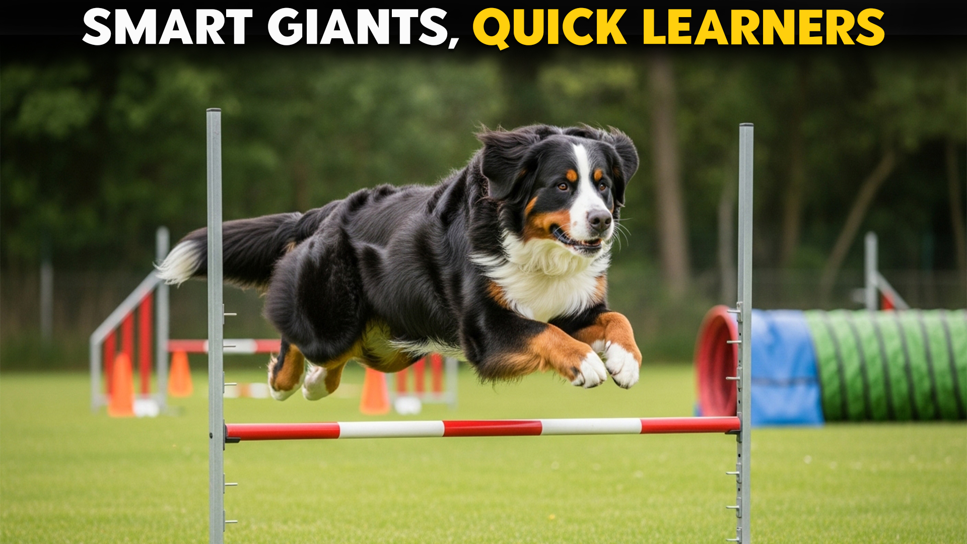 Top-7-Smartest-Giant-Dog-Breeds-Perfect-for-Training