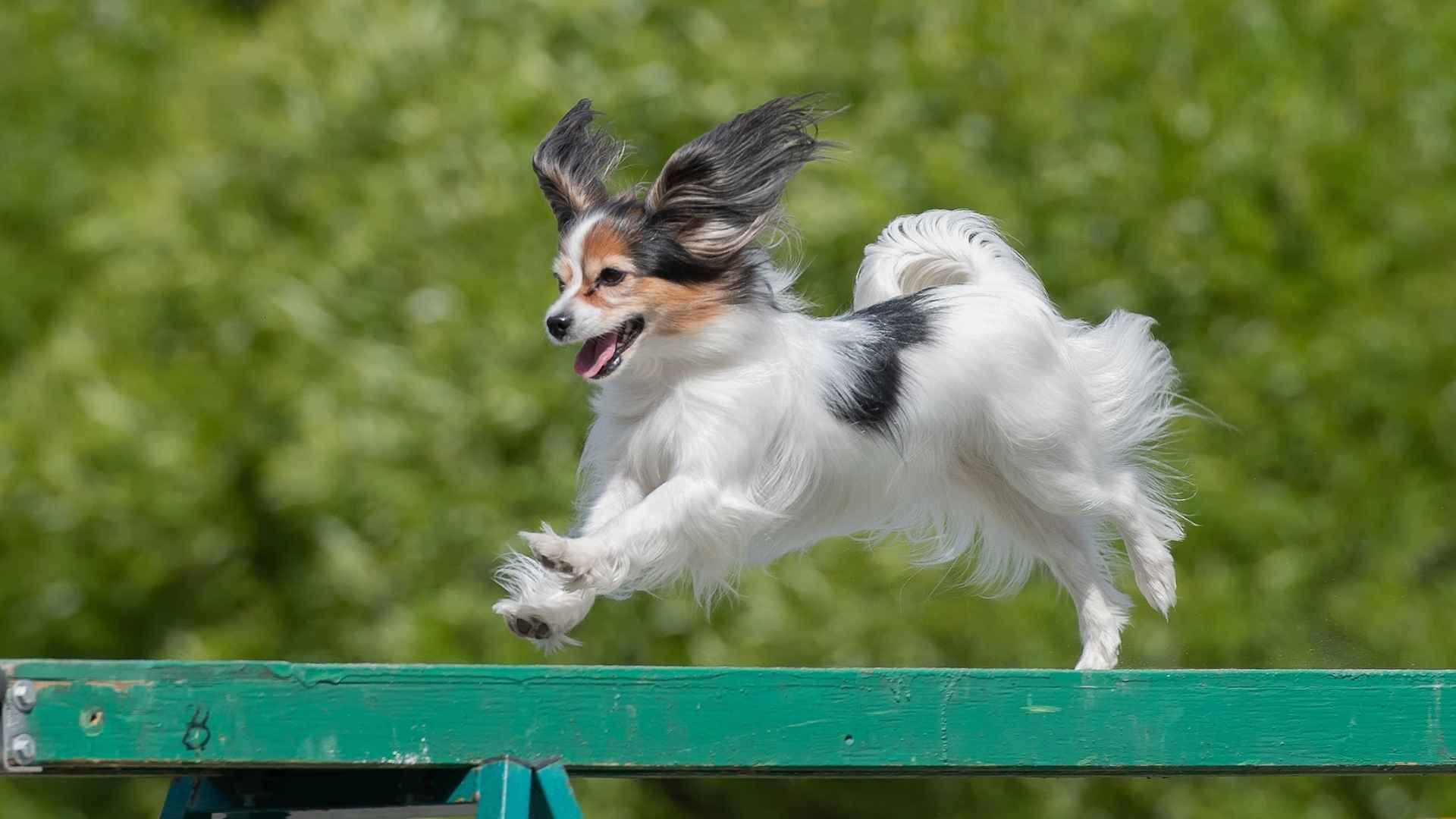 Top 9 Small Smart Dog Breeds That Will Amaze You