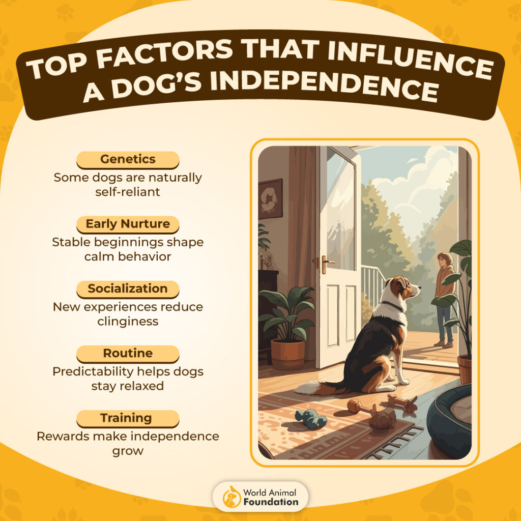 Top Factors That Influence a Dog’s Independence-01
