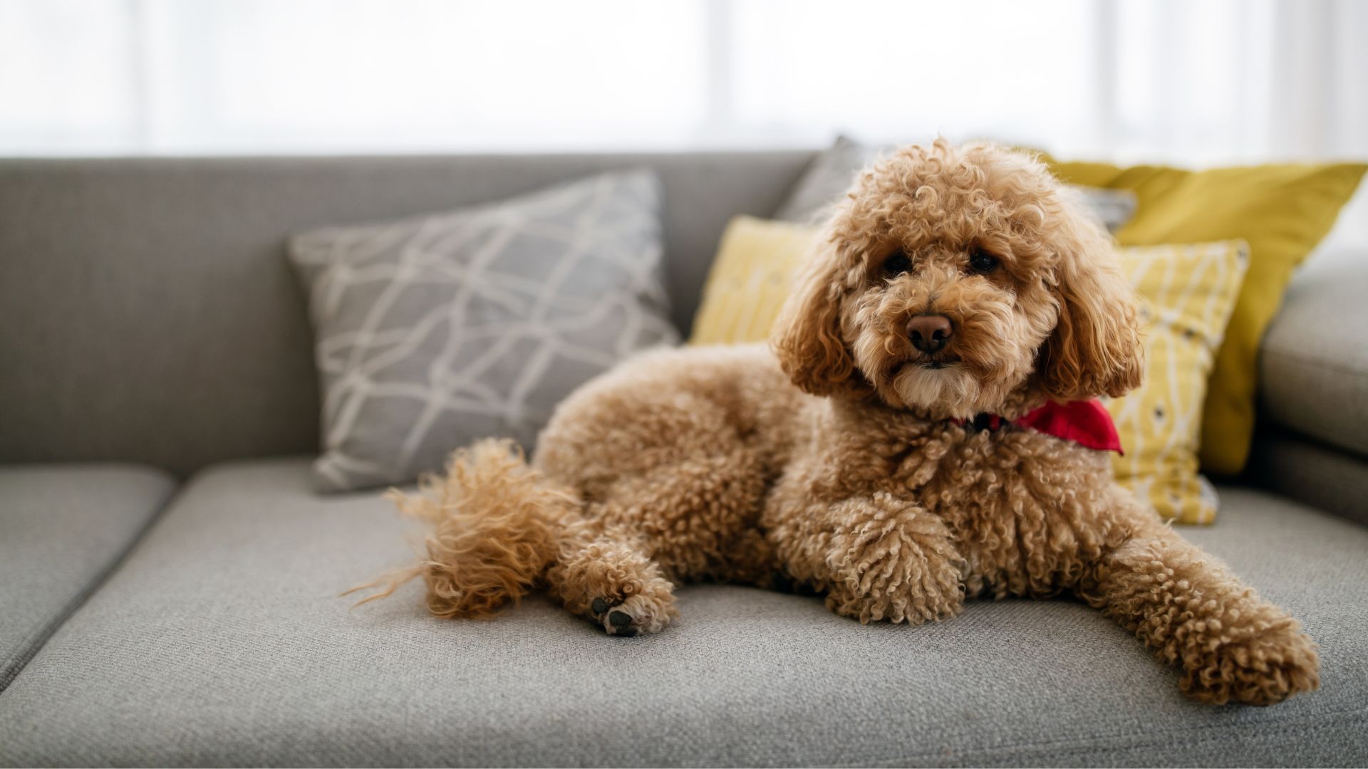 Toy Dog Breeds Making The House Feel Cozy