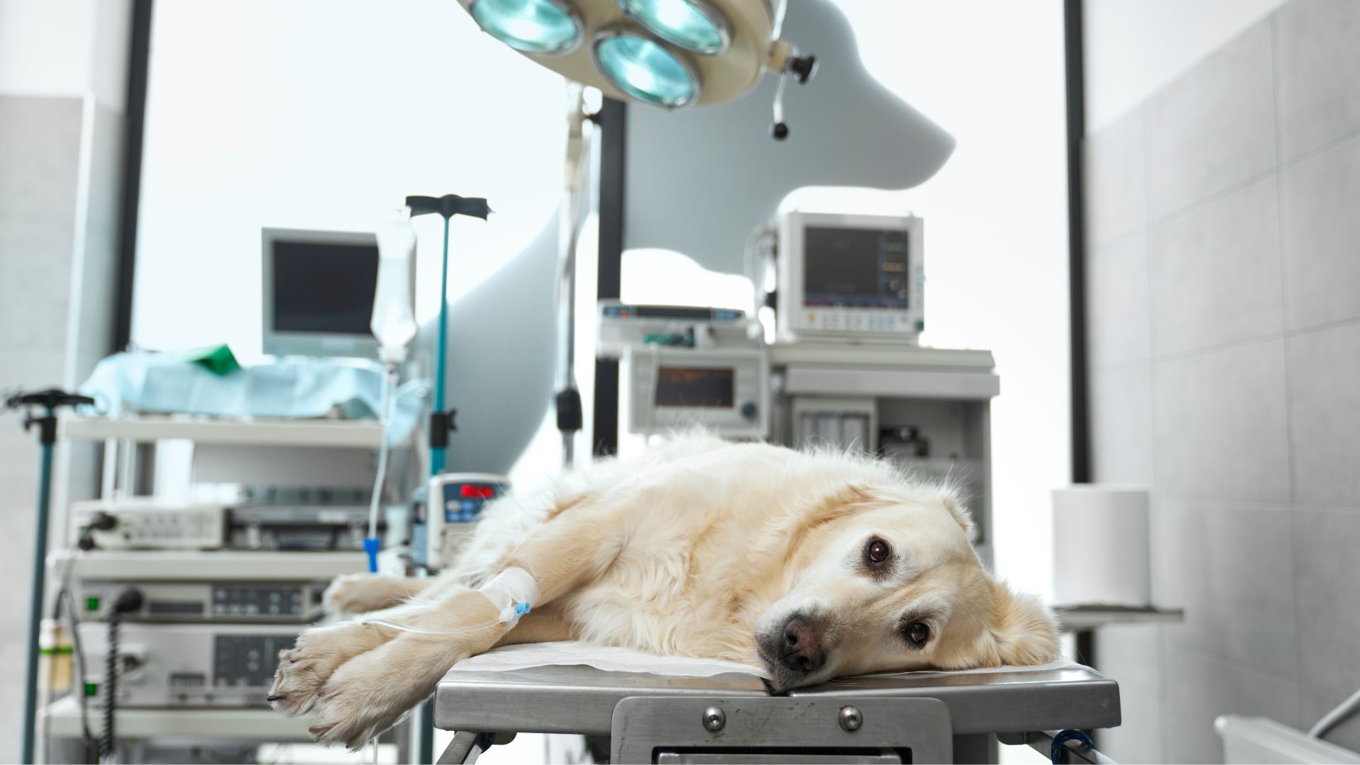 Unhealthy Dog Breeds Often Underestimated By Owners