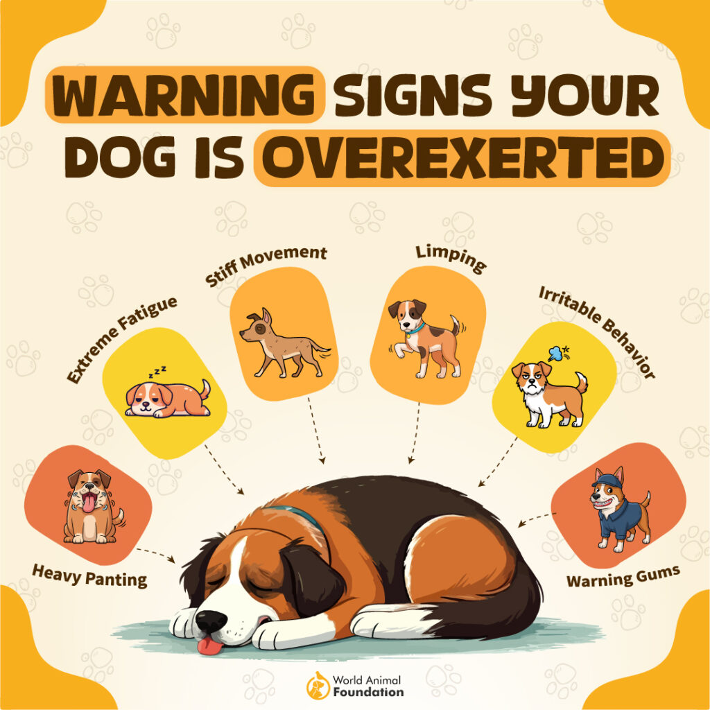 Warning Signs Your Dog Is Overexerted-03