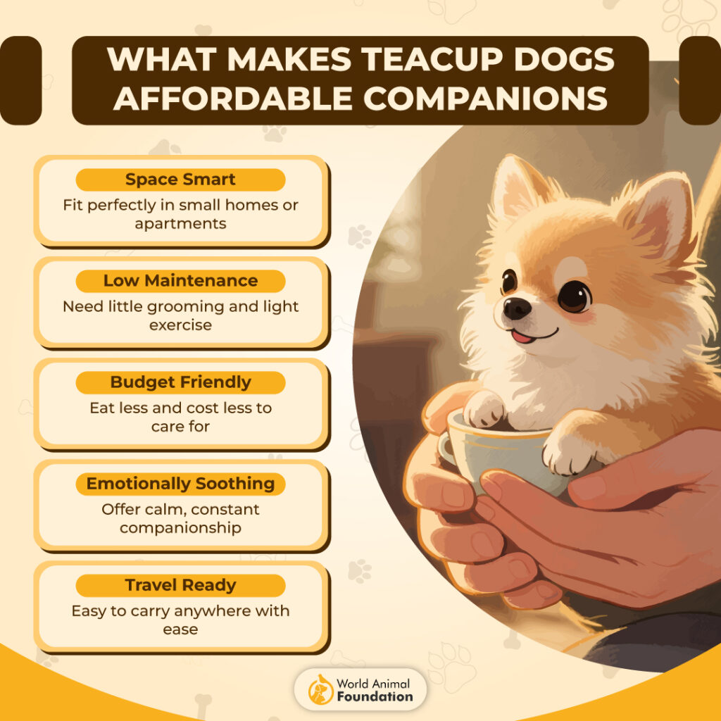 What Makes Teacup Dogs Affordable Companions-01
