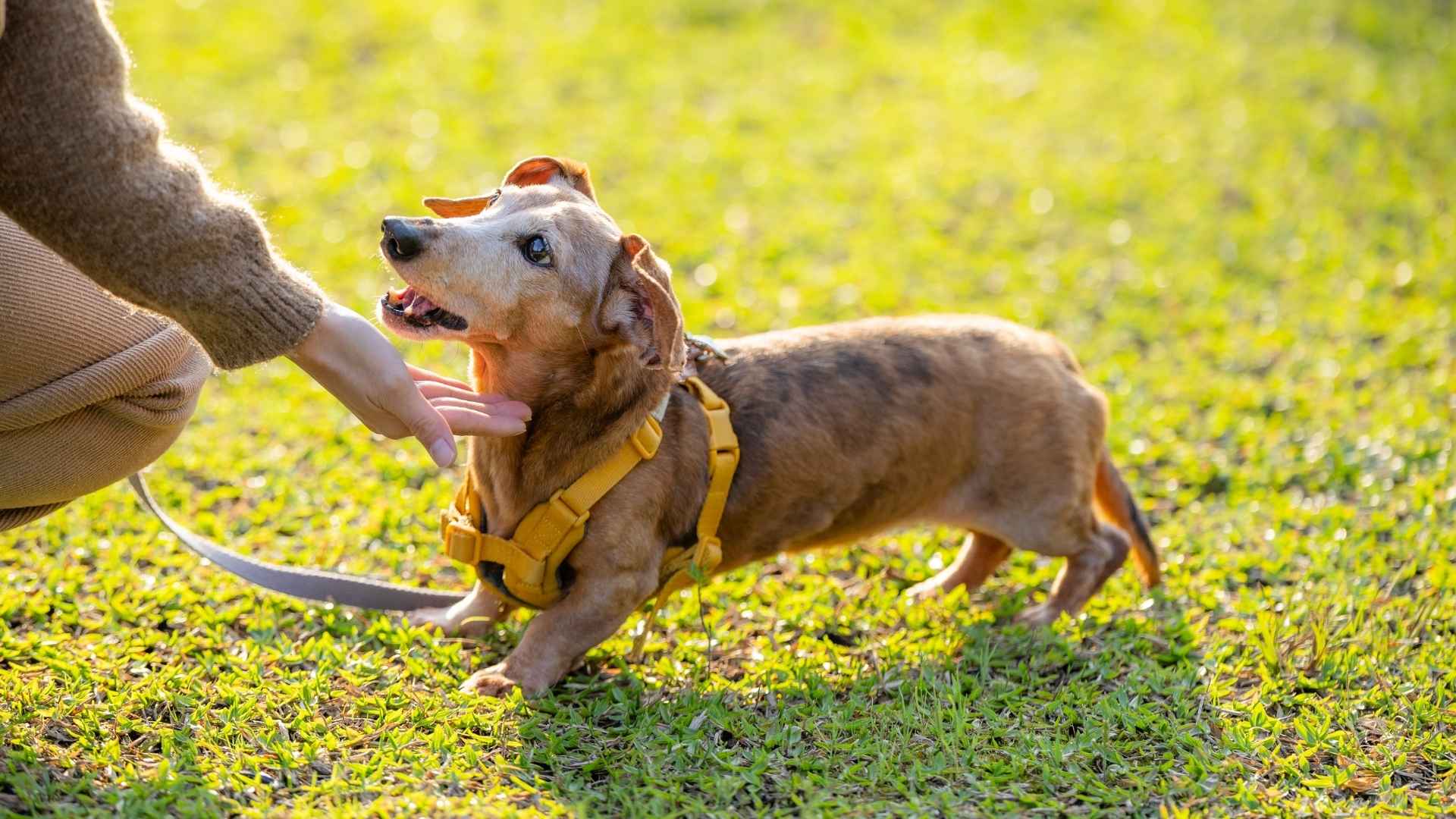What Makes These 7 Loyal Dog Breeds So Special