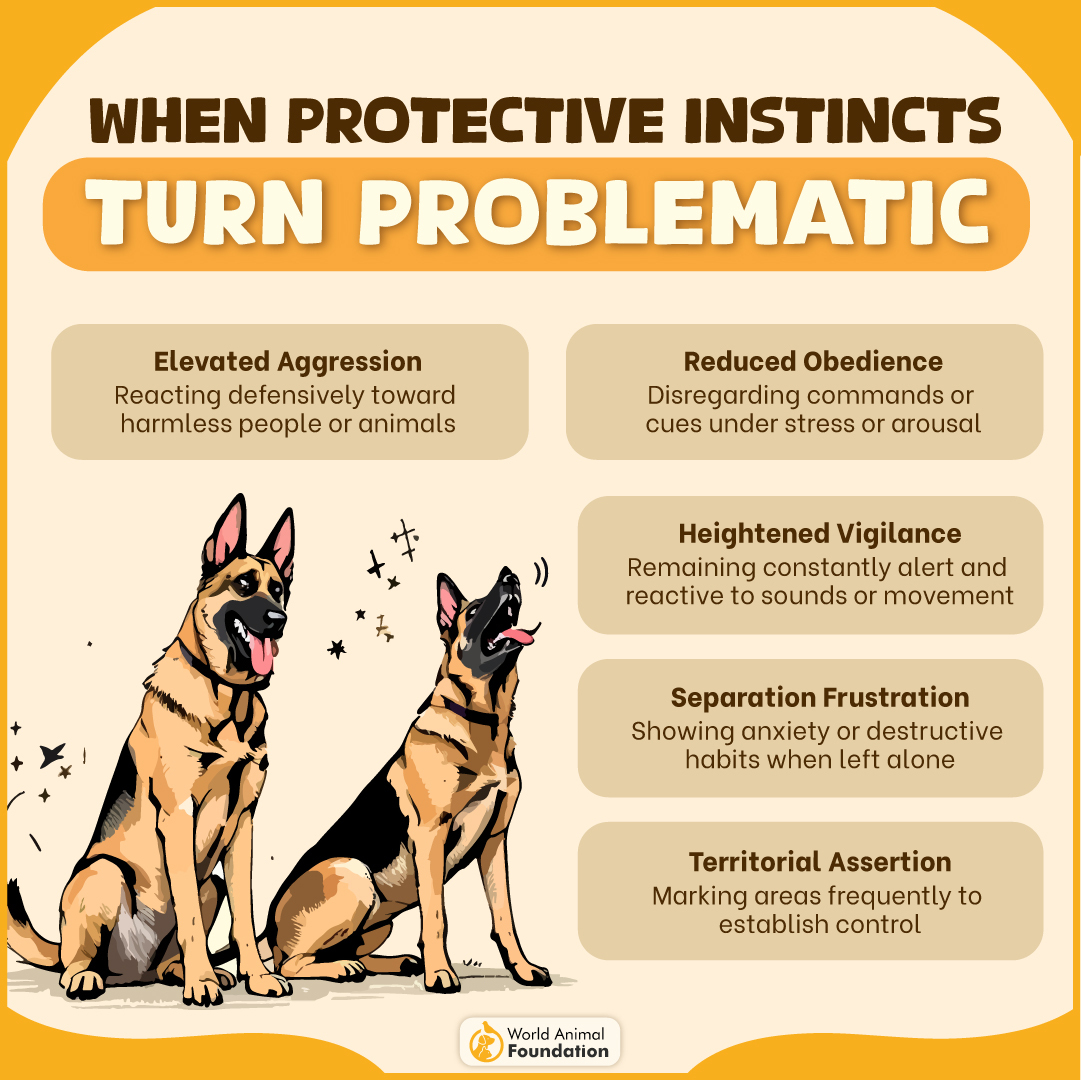 9 Best Toughest Dog Breeds For Self-Defense