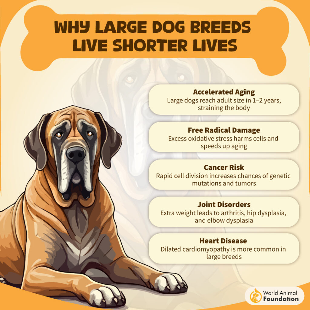 large dogs
