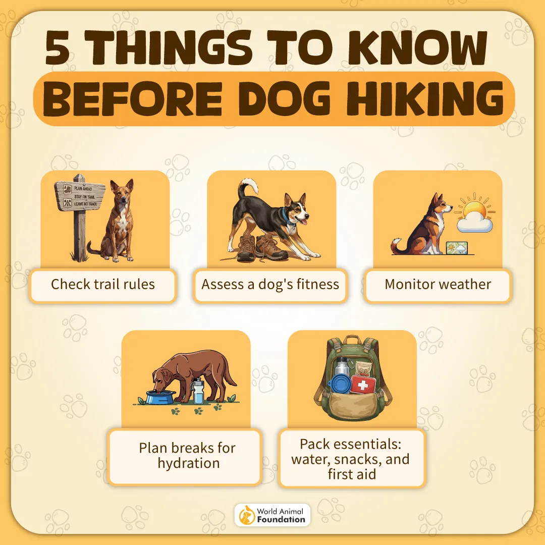 5 things to know before dog hiking-01