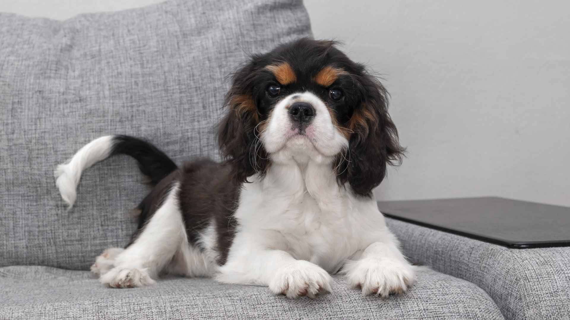 7 Best Dog Breeds for Apartment Living and Solo Life