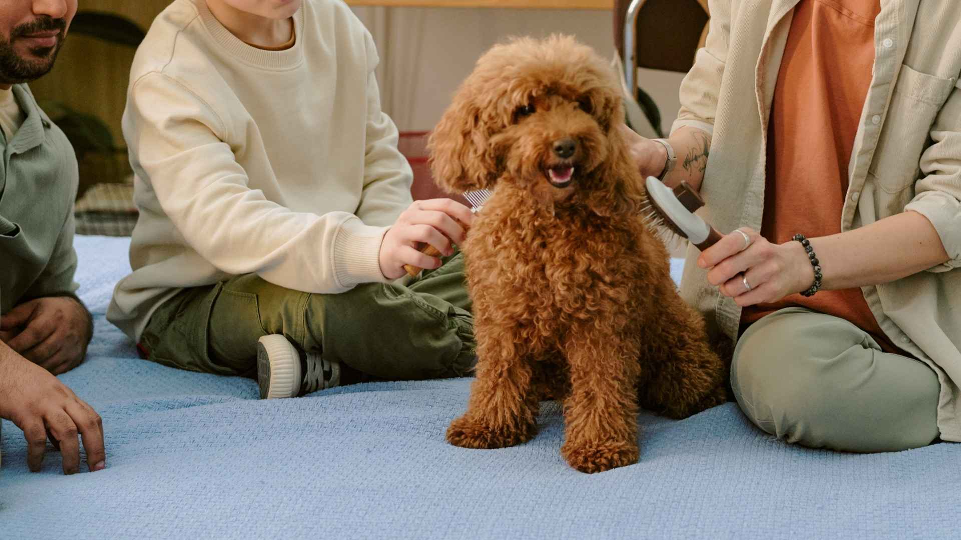 7 Best Family-Friendly Obedient Dog Breeds for Happy Homes