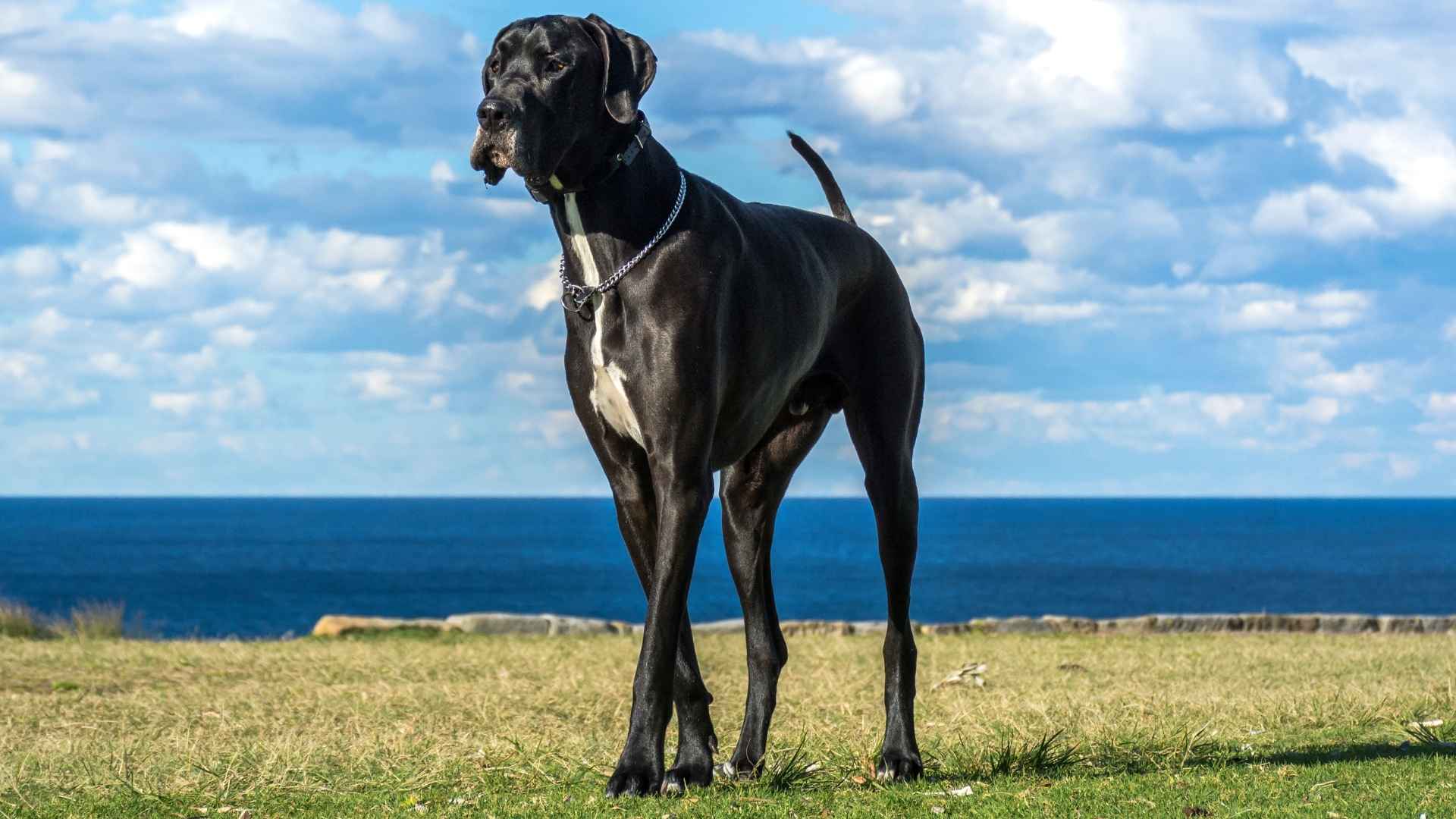 7 Best Giant Dog Breeds For Those New To Owning A Beast