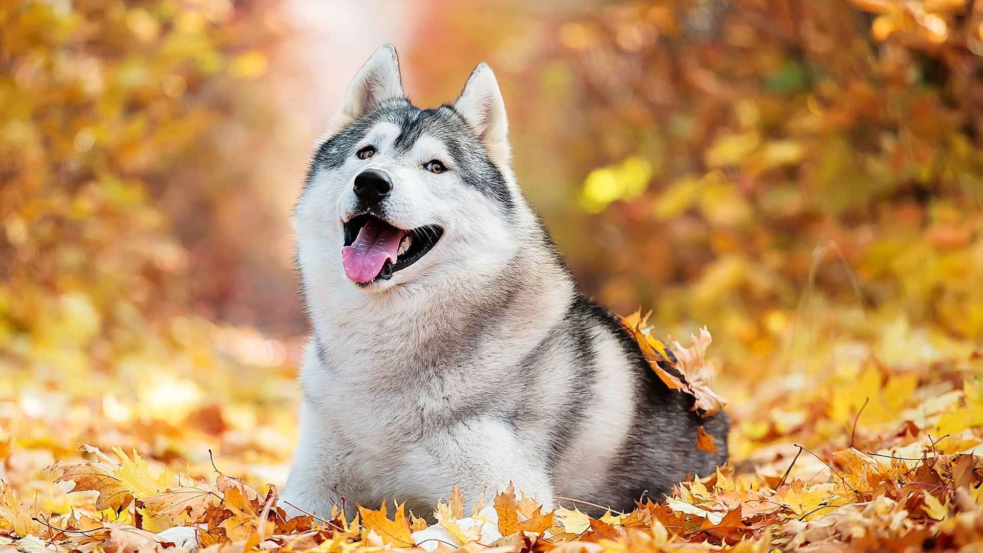 7 Coolest Dog Breeds Famous Worldwide Top Picks for Every Dog Lover