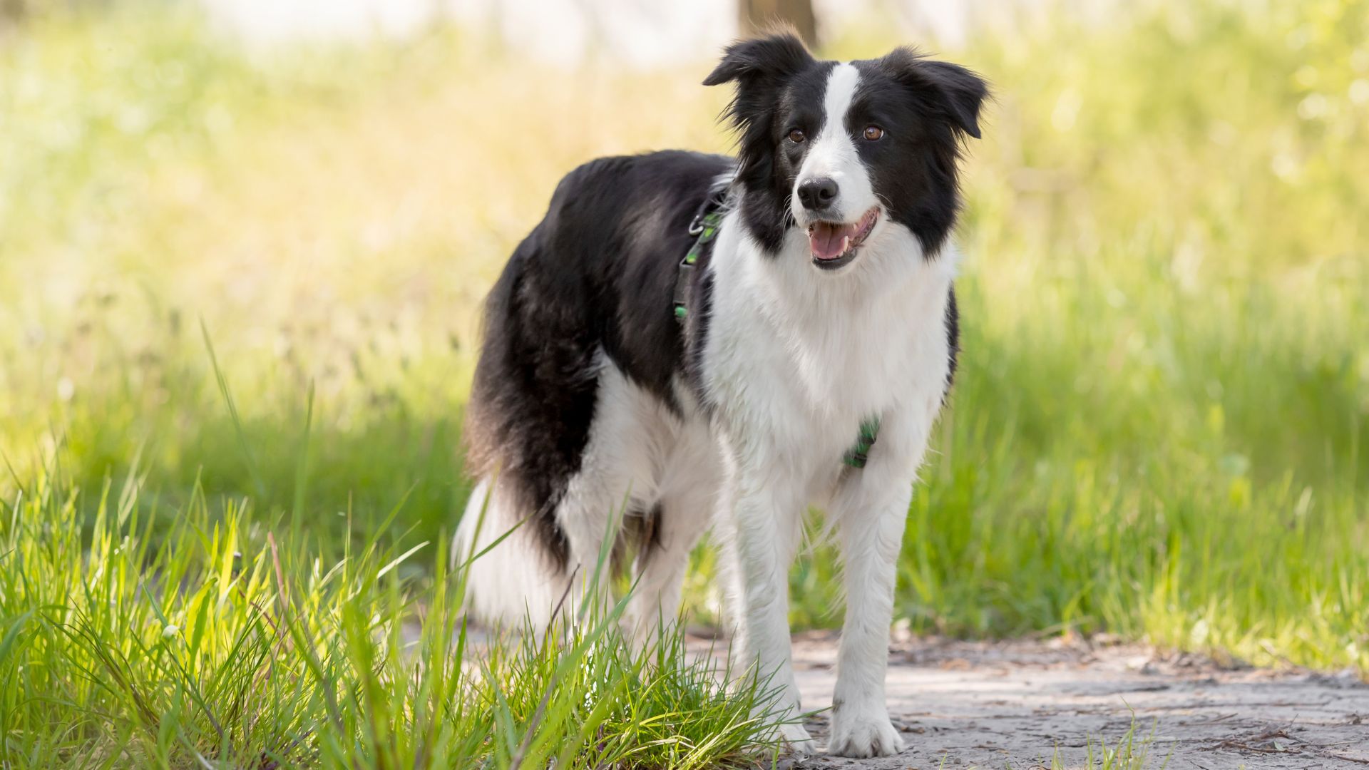 7 Coolest Dog Breeds Priding Themselves On Intelligence