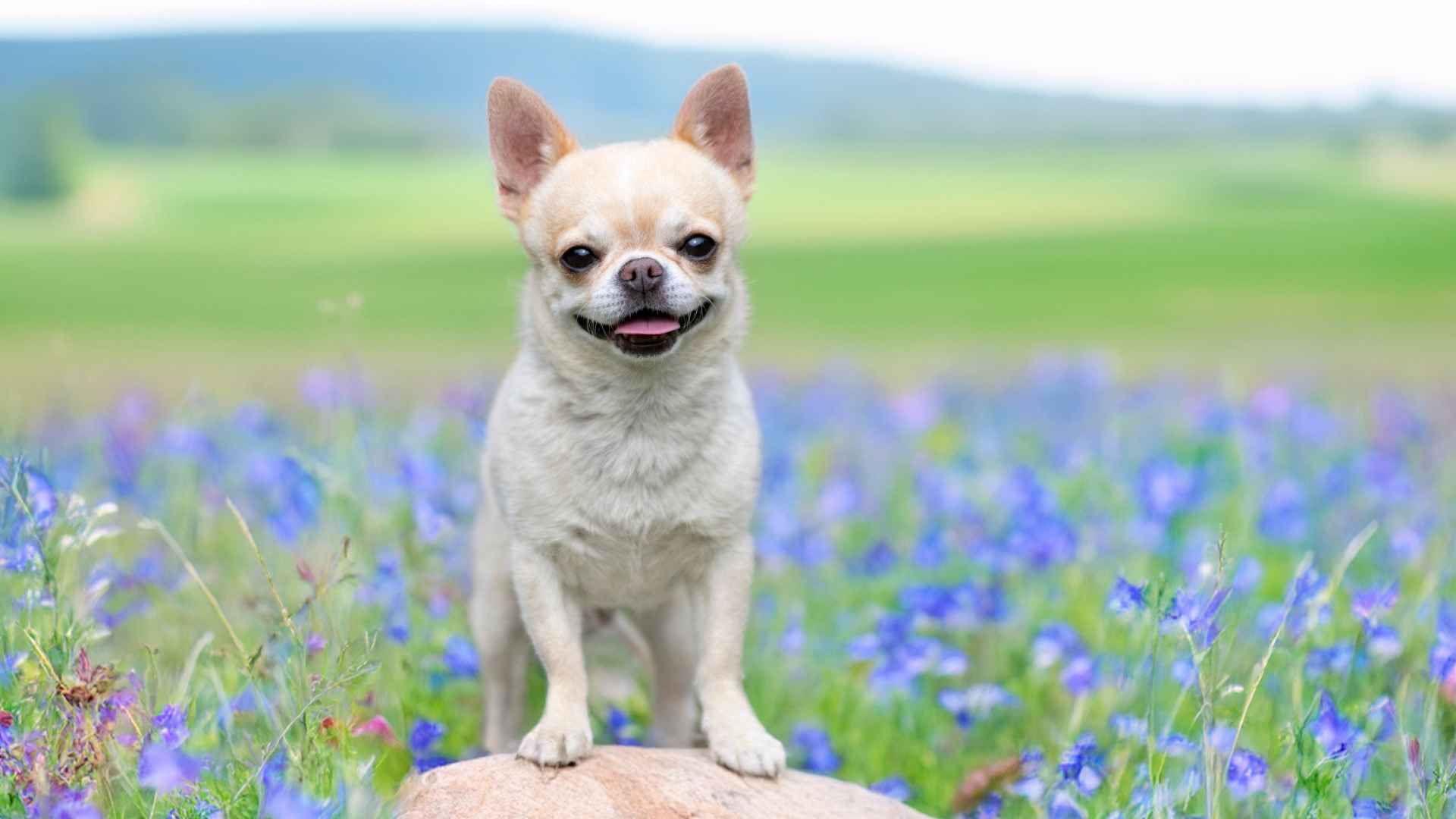 7 Dog Breeds That Stay Small Their Whole Life