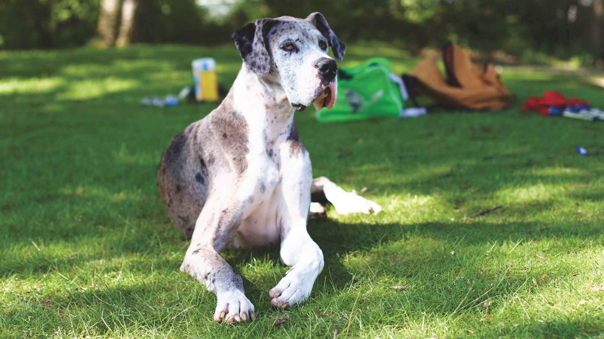 7 Heartbreaking Short Lifespan Dog Breeds