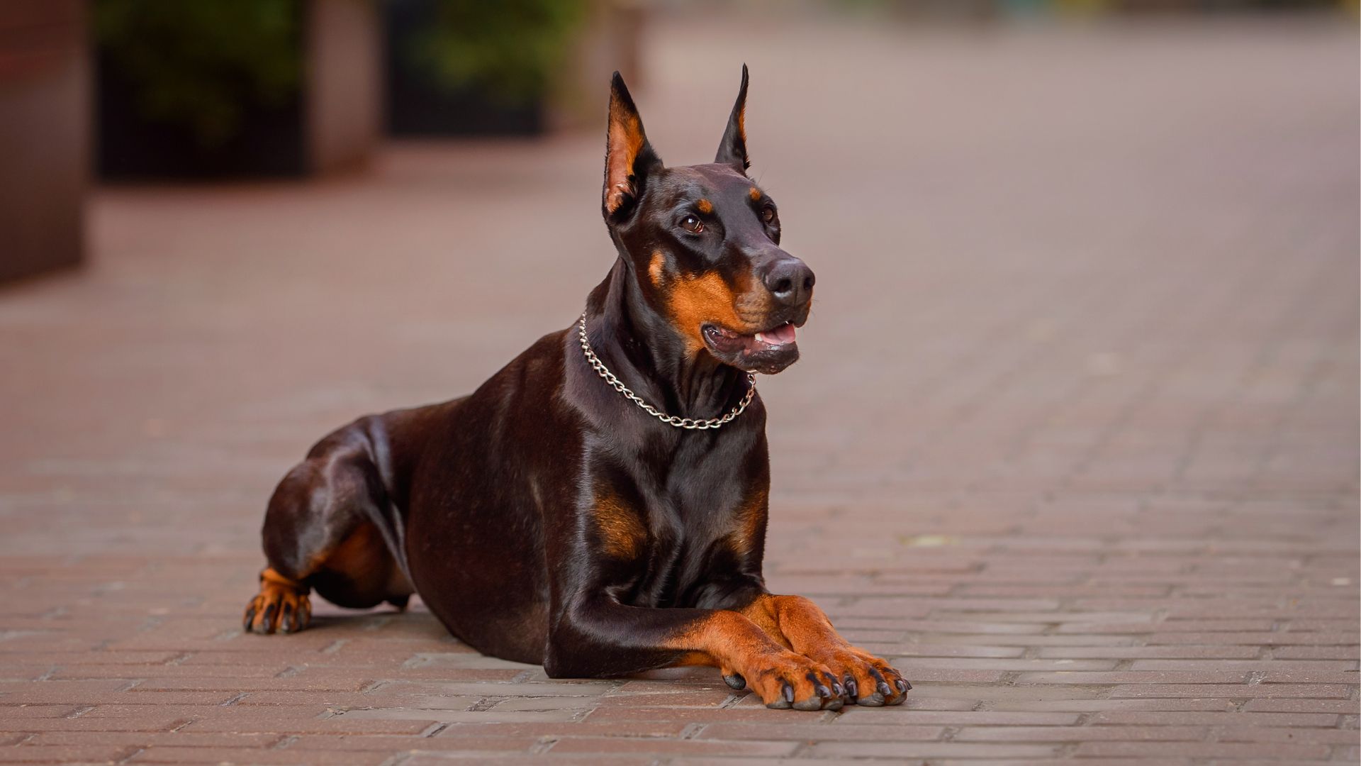 7 Intelligent Guard Dog Breeds For Serious Security