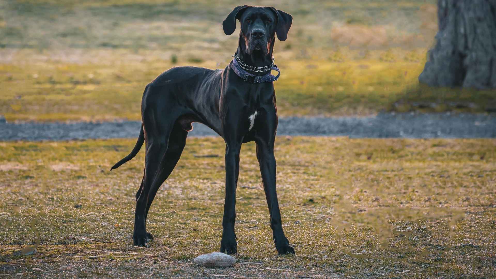 7 Large Dog Breeds with Short Lifespans but Impressive Stature
