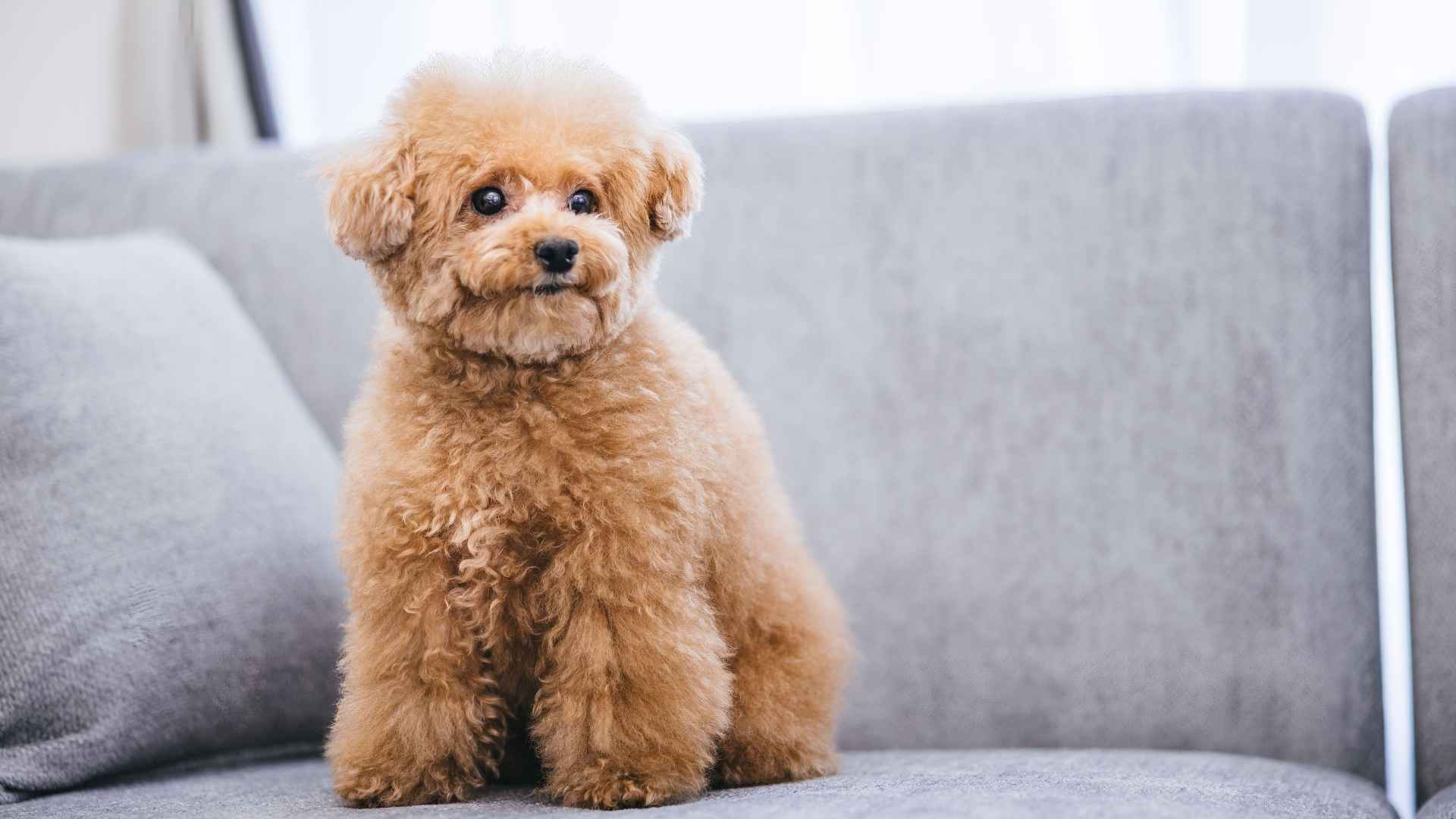 7 Micro Teacup Dog Breeds That Fit Well in Cozy Home