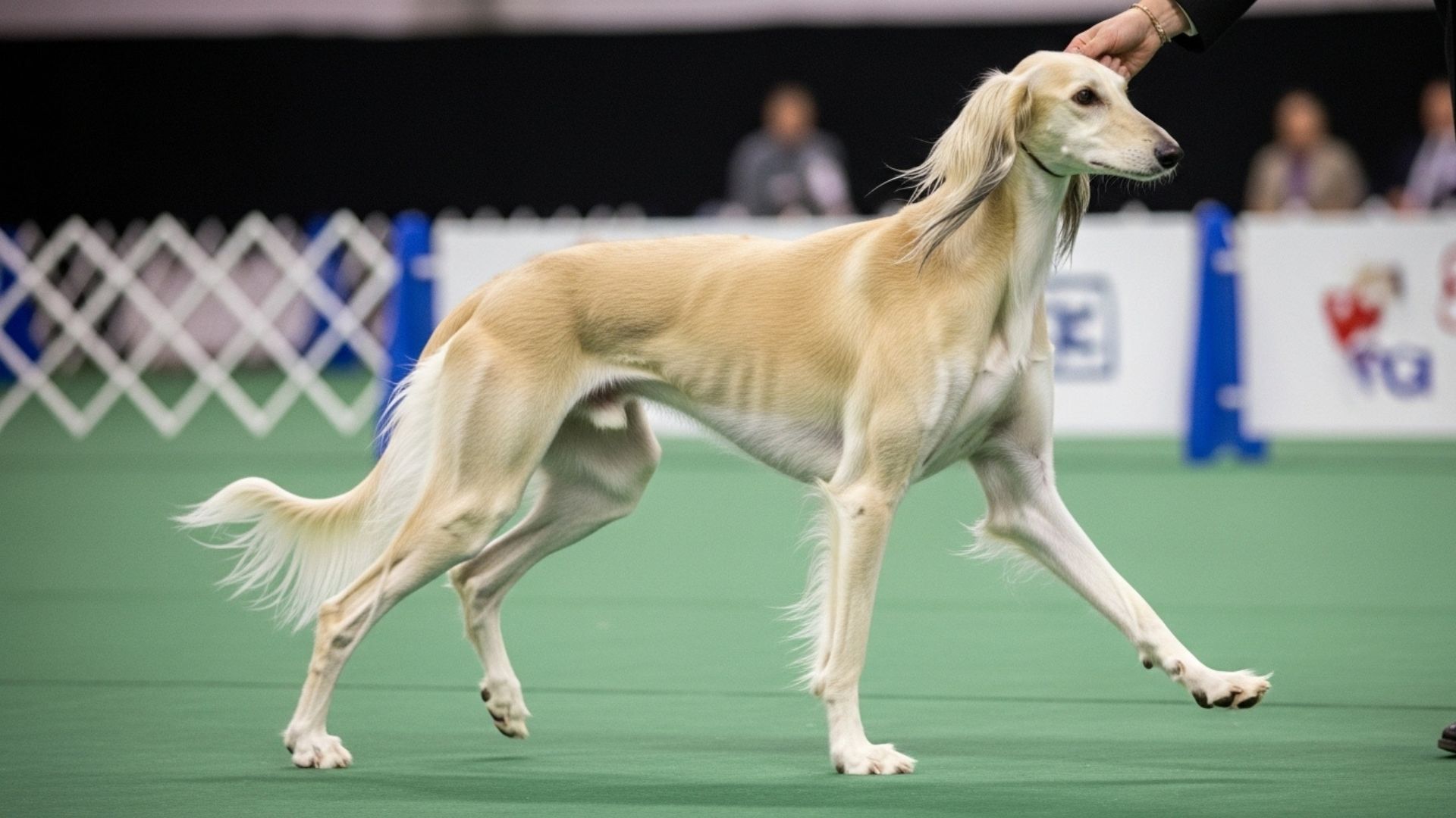 7 Most Popular Showdog Breeds That Stand Out in Competitions