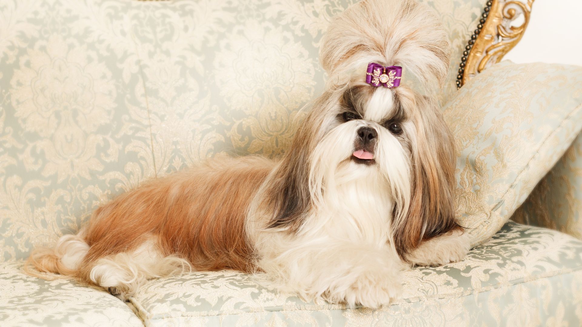 7 Most Stylish Teacup Dog Breeds That Turn Heads (and Melt Hearts!)