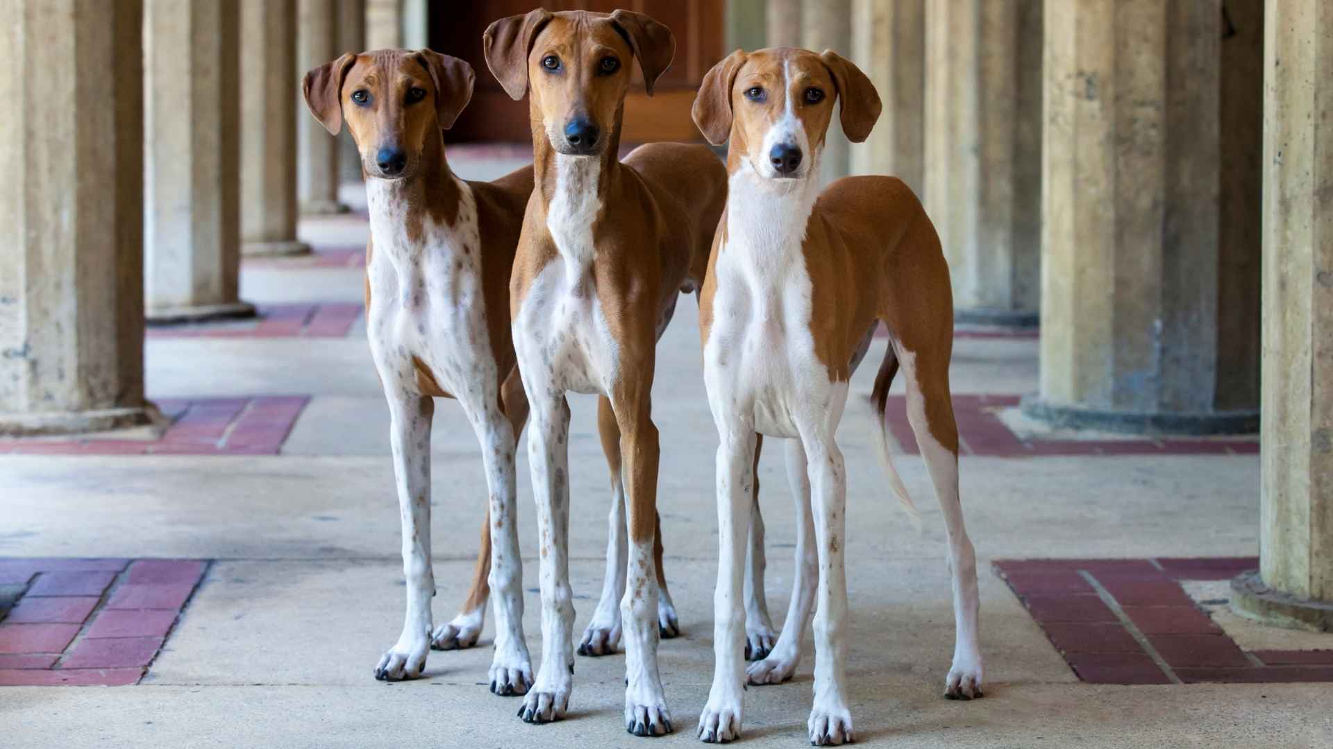 7 Rare Dog Breeds Known For Silence