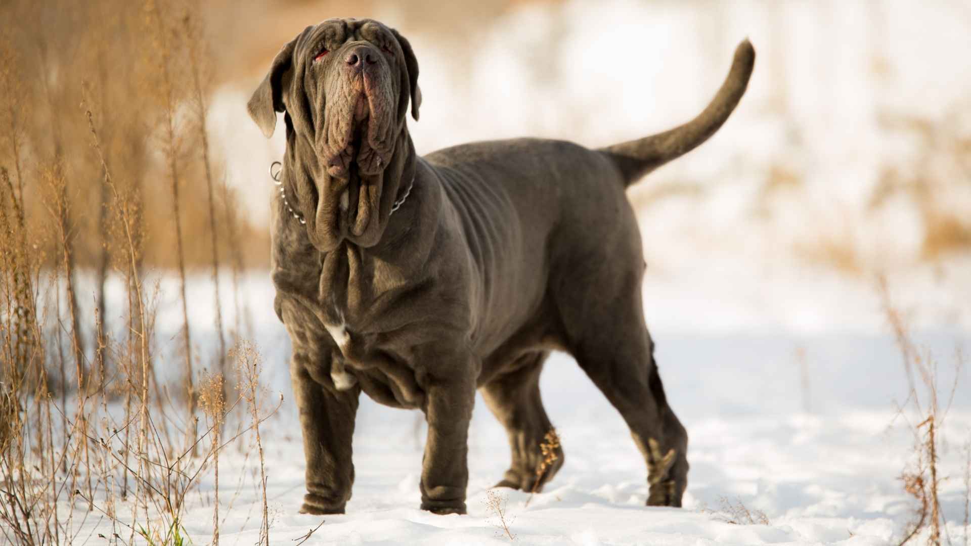 7 Rare Giant Dog Breeds Less Common Than Others