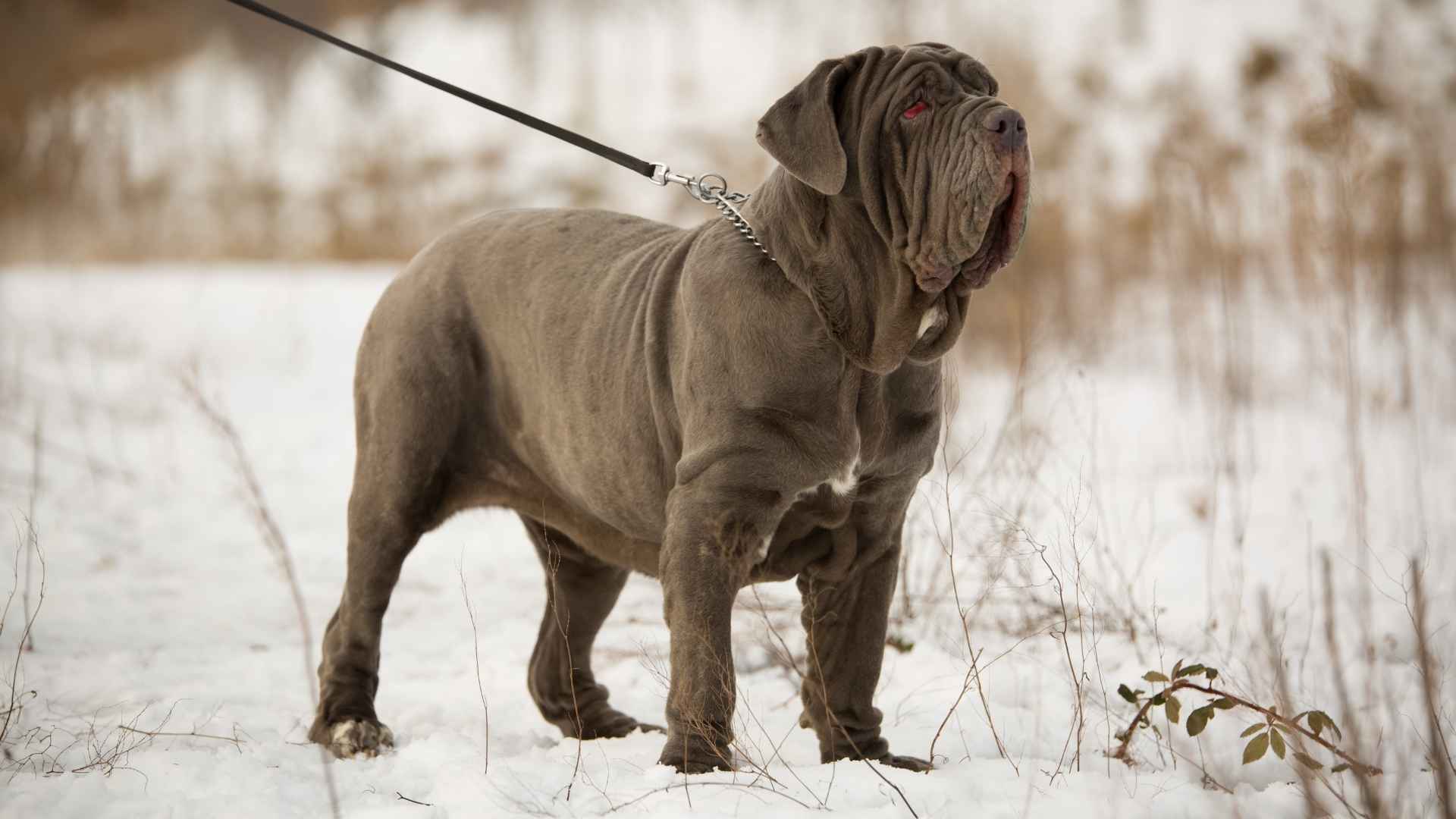 7 Rare and Wonderful Short-Lifespan Dog Breeds You’ll Instantly Fall in Love With