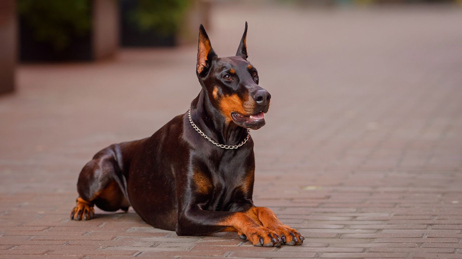 7 Smart & Easiest Guard Dog Breeds for Ultimate Protection
