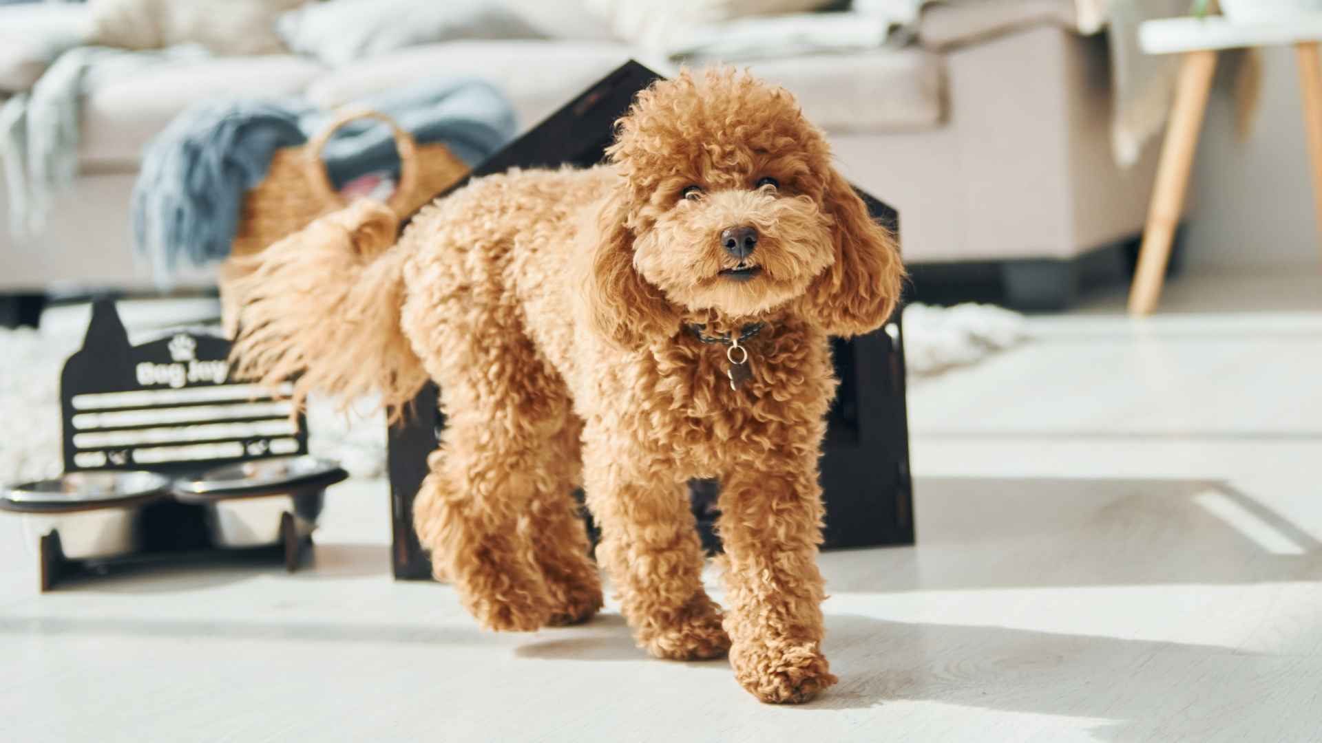 7 Very Small Barking Dog Breeds That Don’t Shed