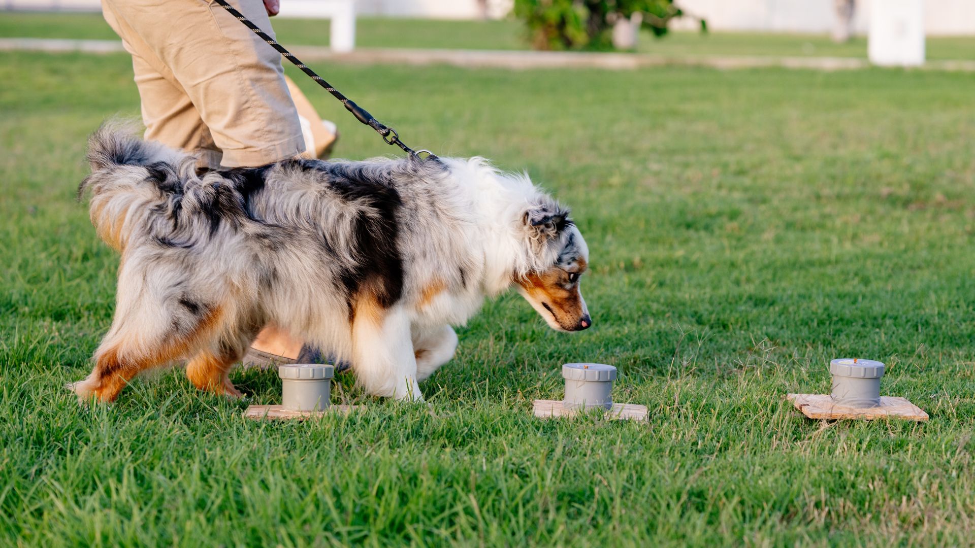 8 Smart Dog Breeds with Exceptionally High IQs