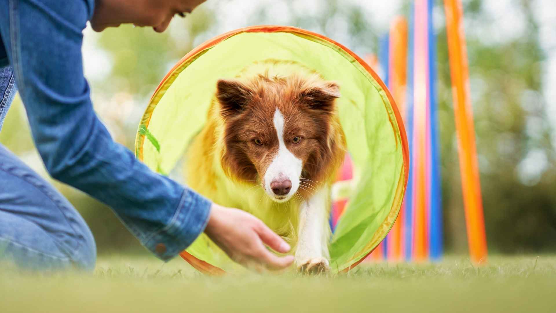 9 Smartest & Most Obedient Dog Breeds