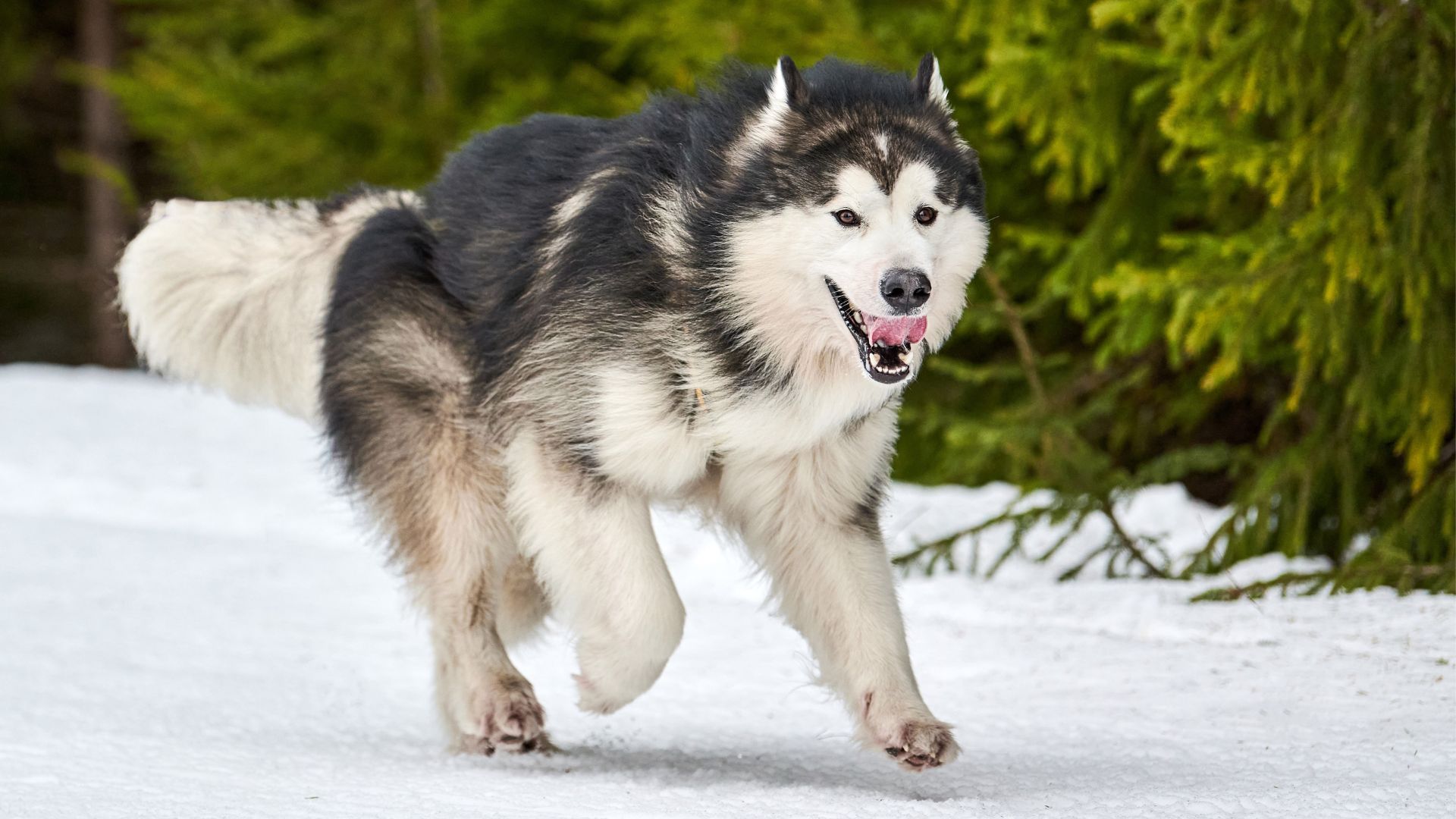 9 Toughest Dog Breeds with Exceptional Stamina for Active Lifestyles