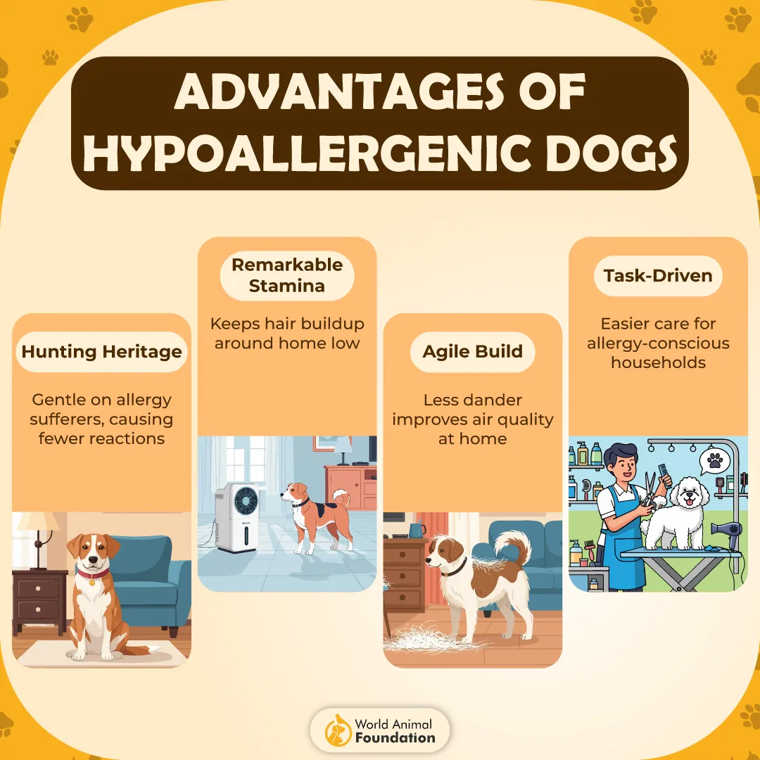 Advantages of Hypoallergenic Dogs-01