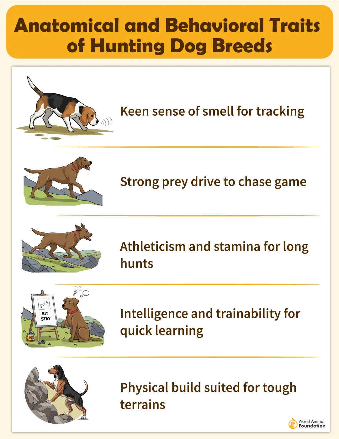 Anatomical and Behavioral Traits of Hunting Dog Breeds-07