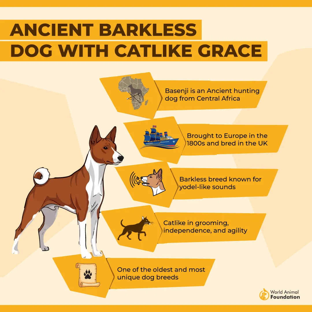 Ancient Barkless Dog With Catlike Grace-01