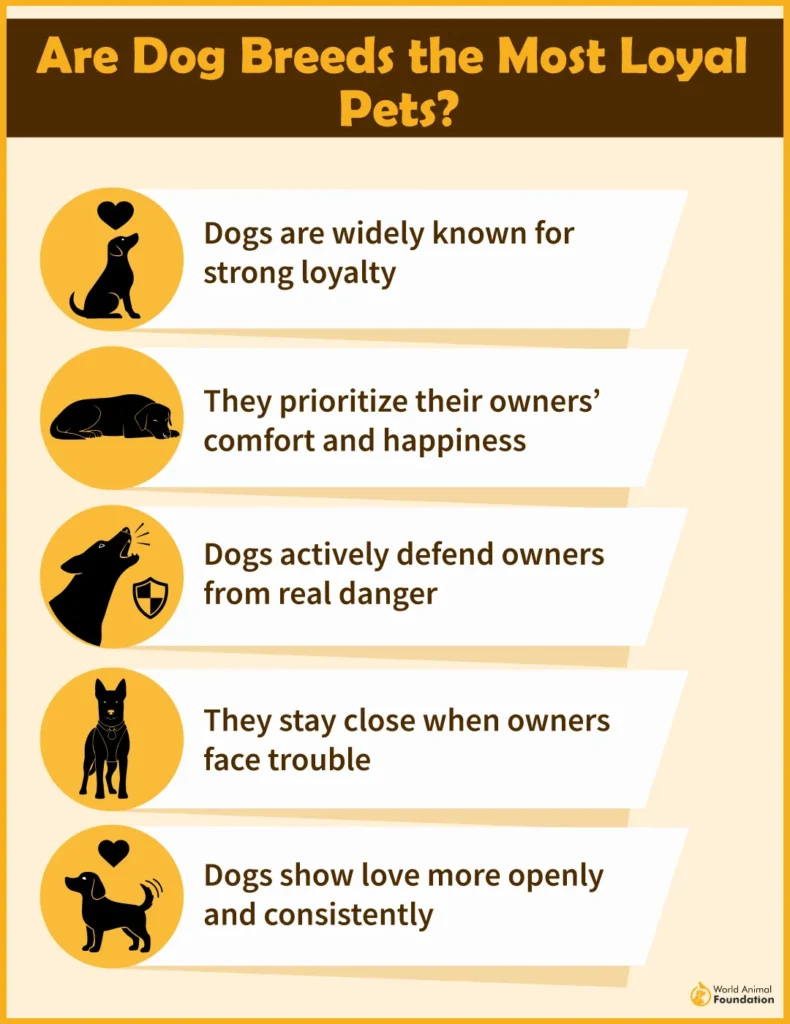 Are-Dog-Breeds-the-Most-Loyal-Pets-01-1