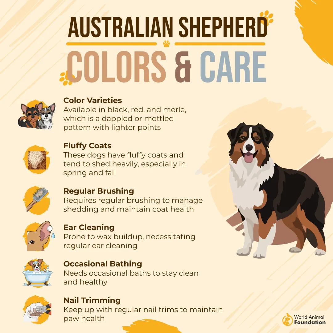 Australian Shepherd Colors and Care-01